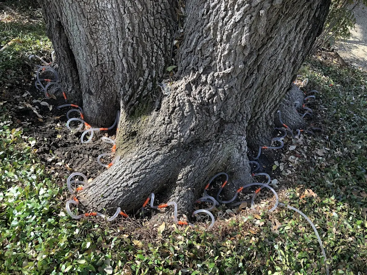 Detailed Tree Cabling and Bracing job site in Dublin