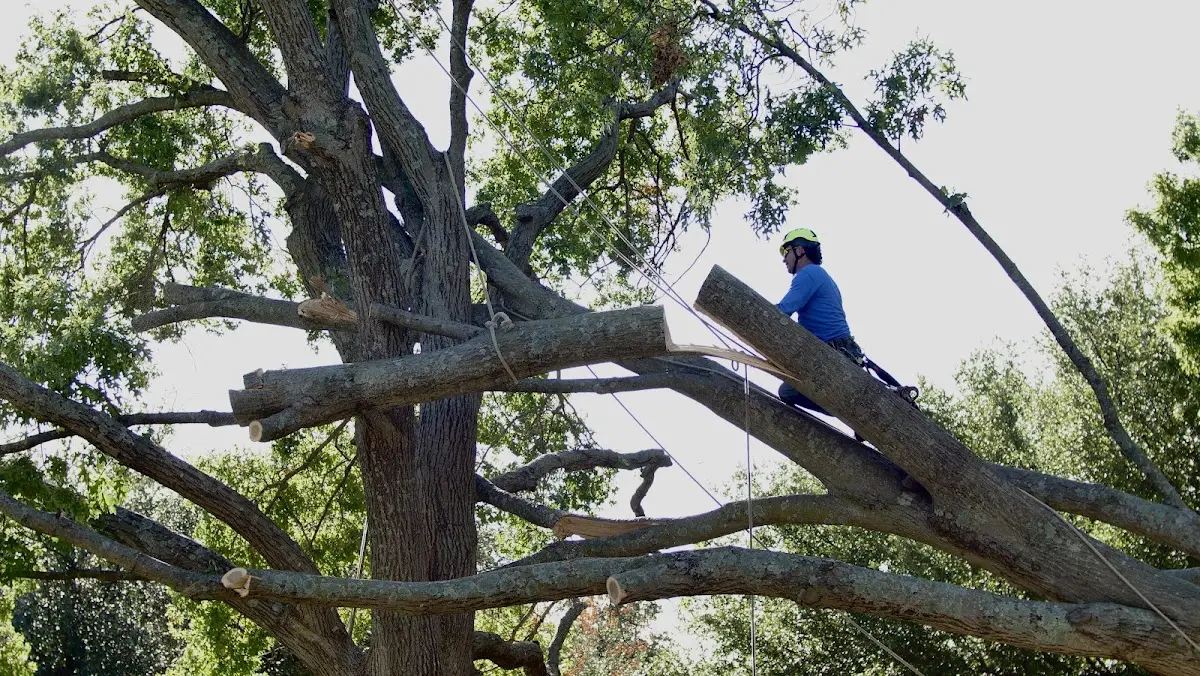 Professional Hazardous Tree Removal performed by certified arborists in Dublin